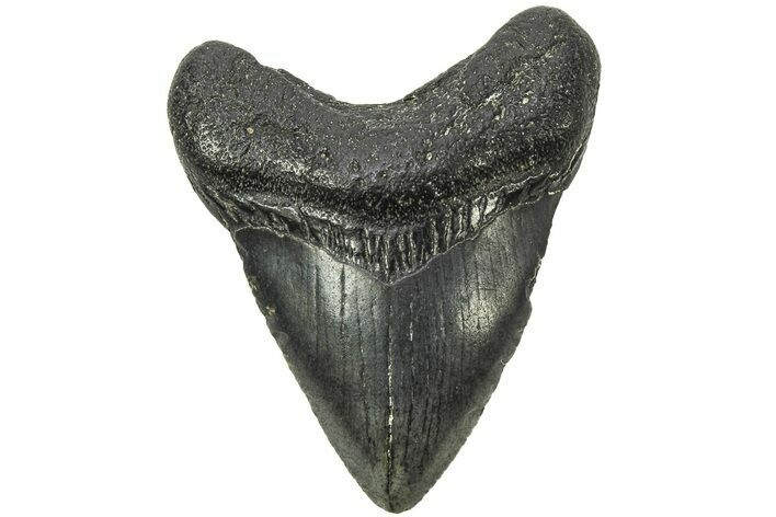 Juvenile Megalodon Tooth - South Carolina #213061